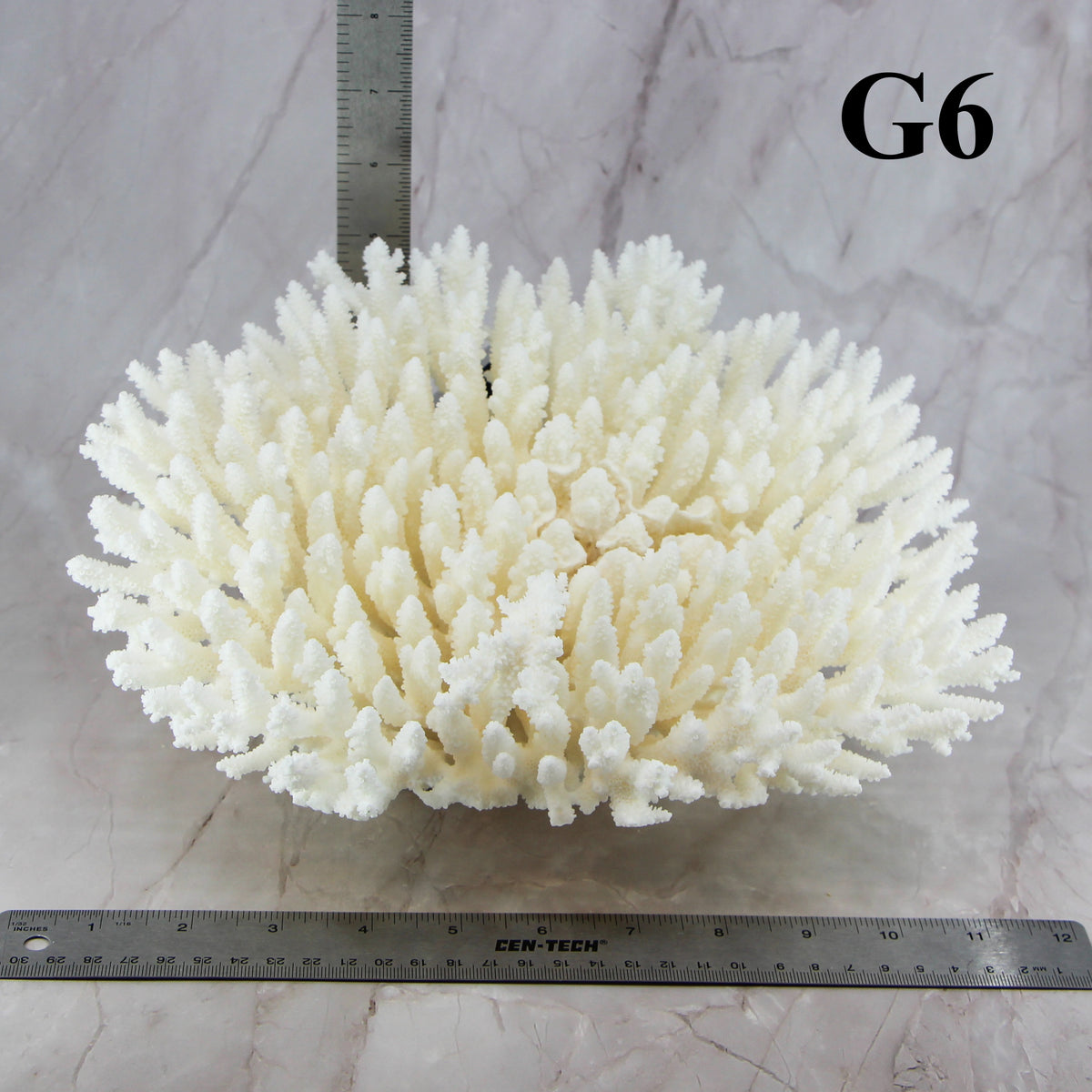 Table Coral 10-12"