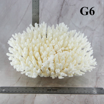 Table Coral 10-12"