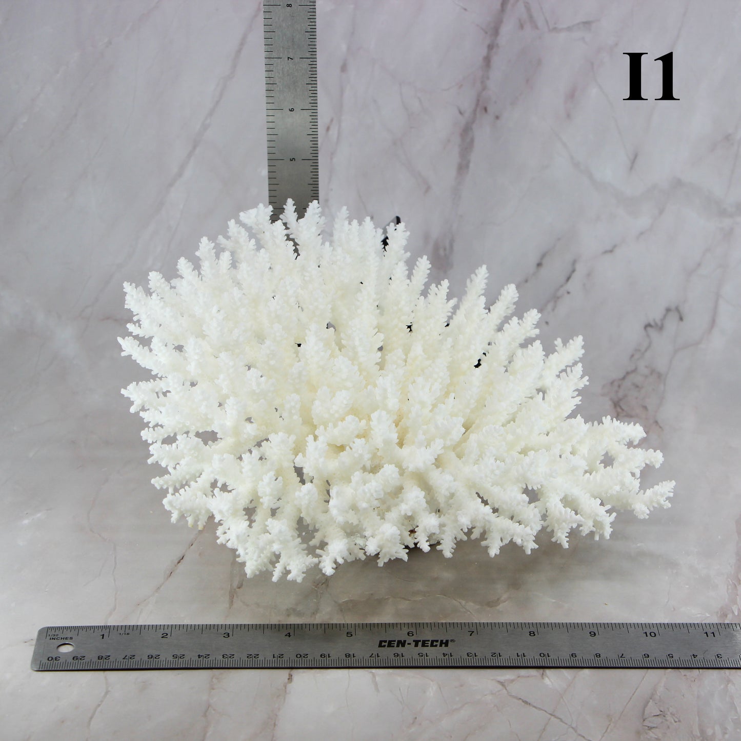 Table Coral 10-12"