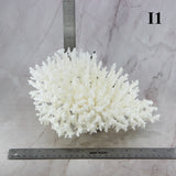 Table Coral 10-12"