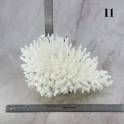 Table Coral 10-12"