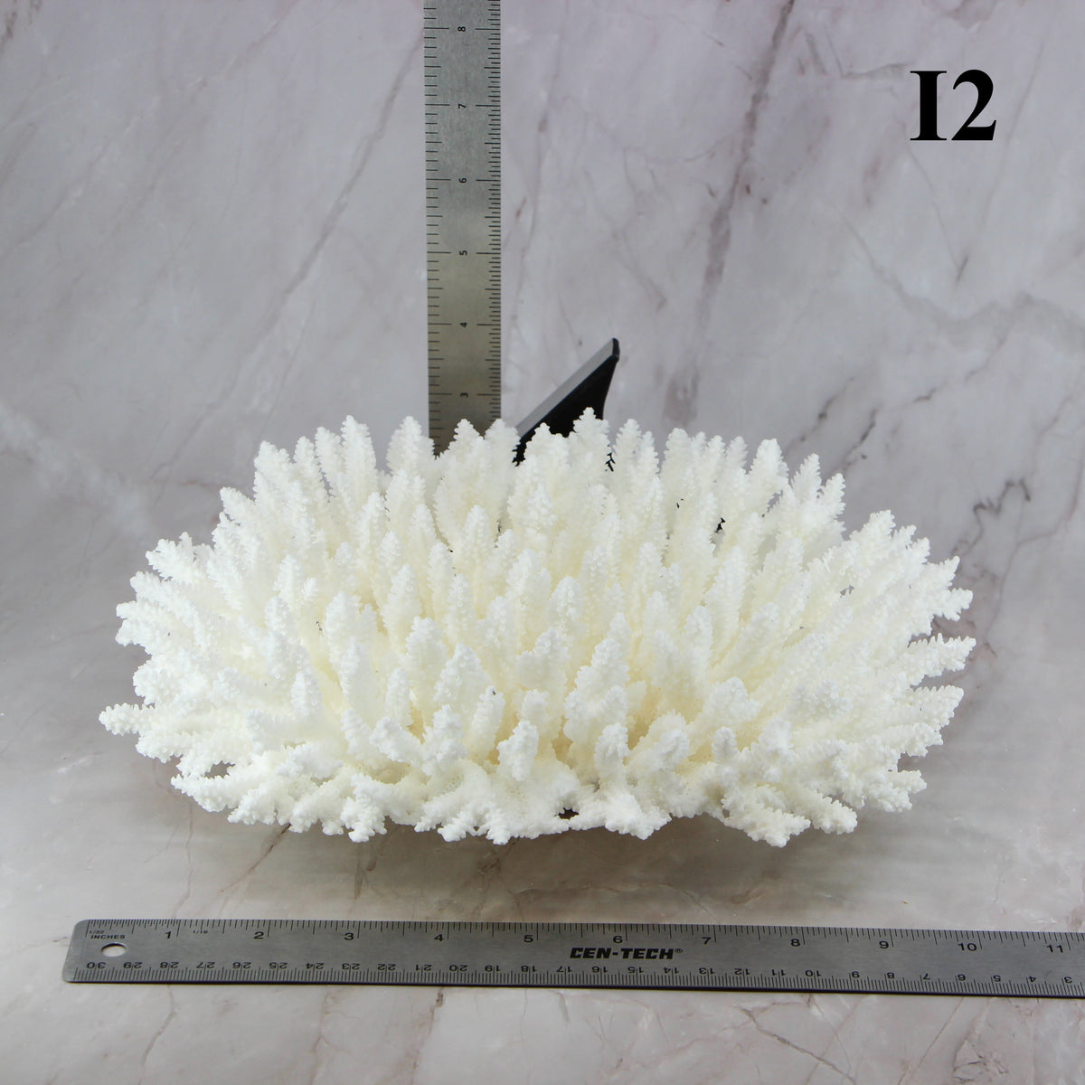 Table Coral 10-12"