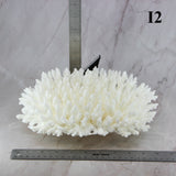 Table Coral 10-12"
