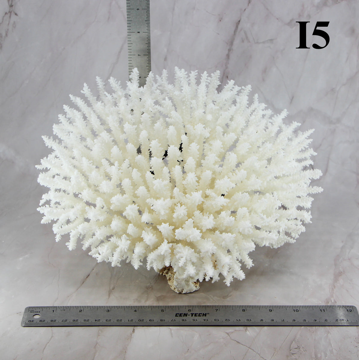 Table Coral 10-12"