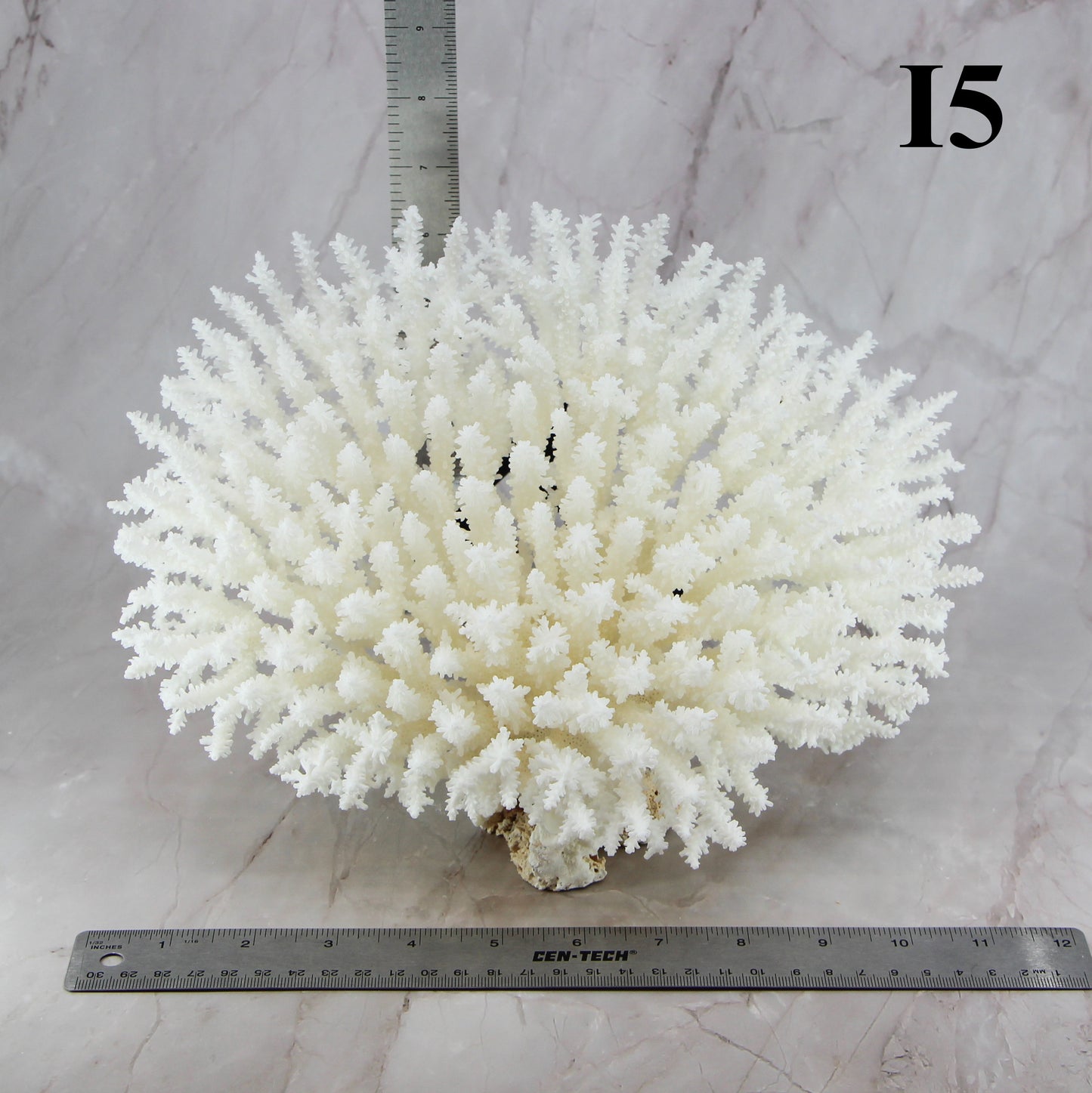 Table Coral 10-12"