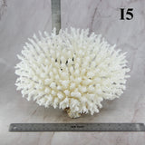 Table Coral 10-12"