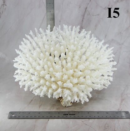 Table Coral 10-12"
