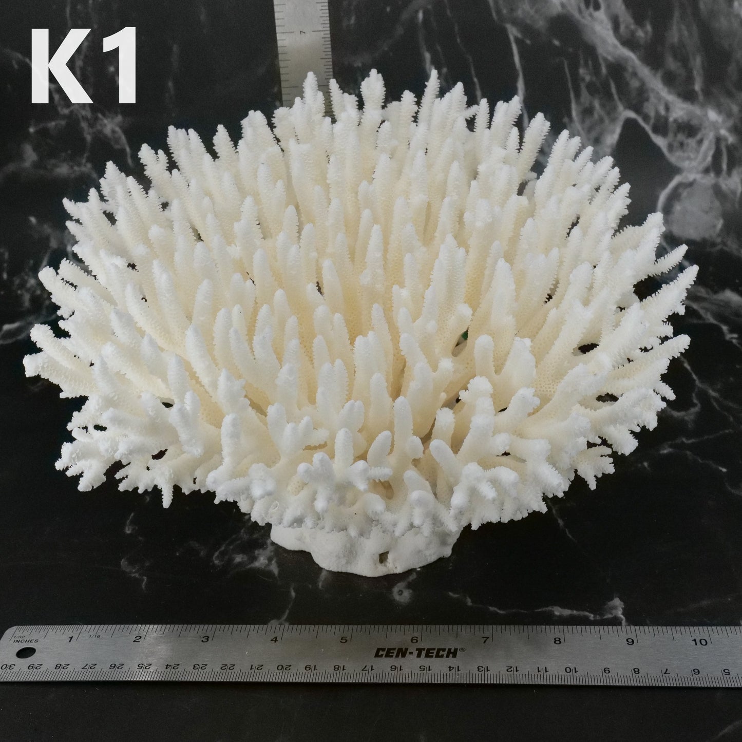 Table Coral 10-12"