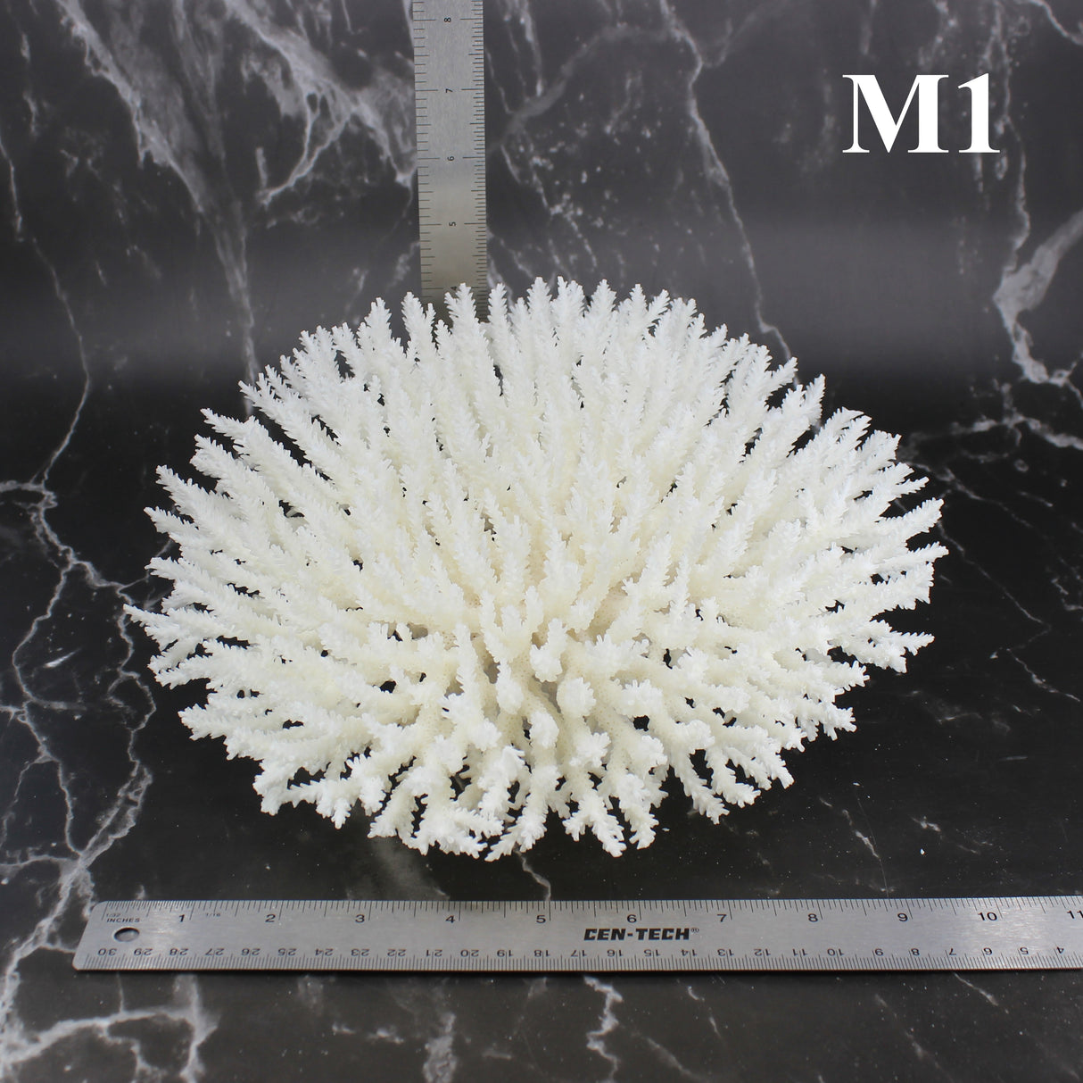 Table Coral 10-12"
