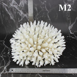 Table Coral 10-12"