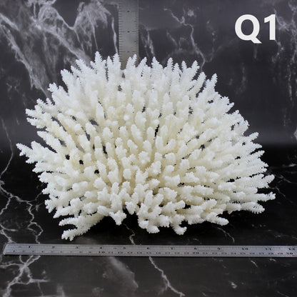 Table Coral 10-12"