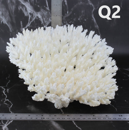 Table Coral 10-12"