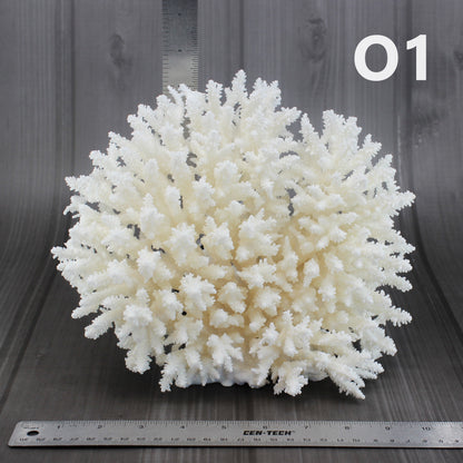 Table Coral 10-12"