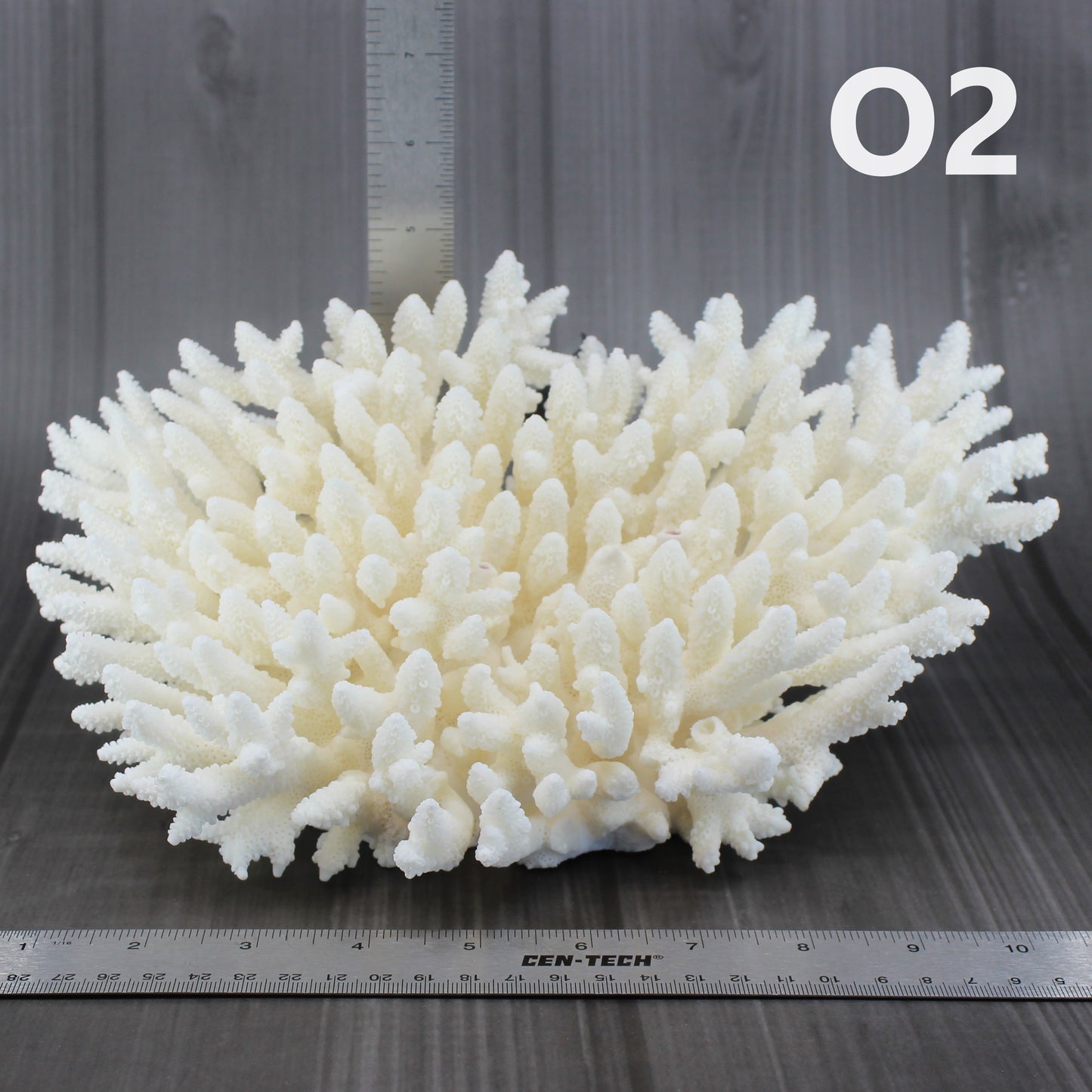 Table Coral 10-12"