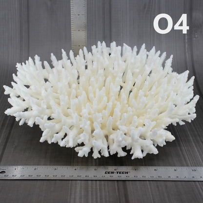 Table Coral 10-12"