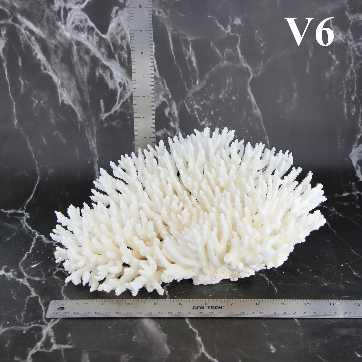 Table Coral 10-12"