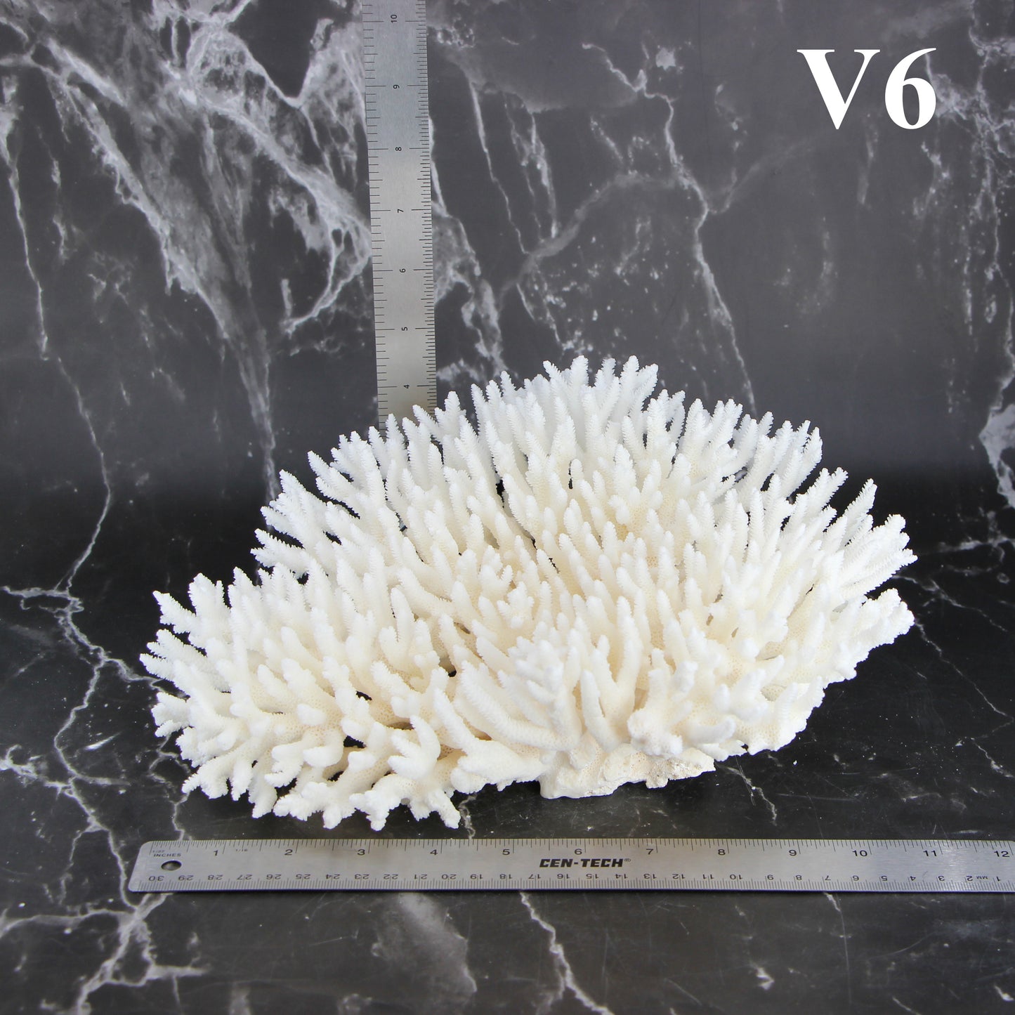Table Coral 10-12"