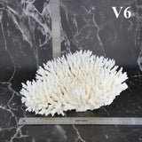 Table Coral 10-12"