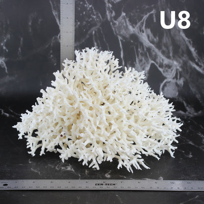 Birdsnest Coral 10-12"