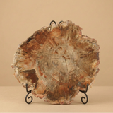 Petrified Wood Slabs 10-12"