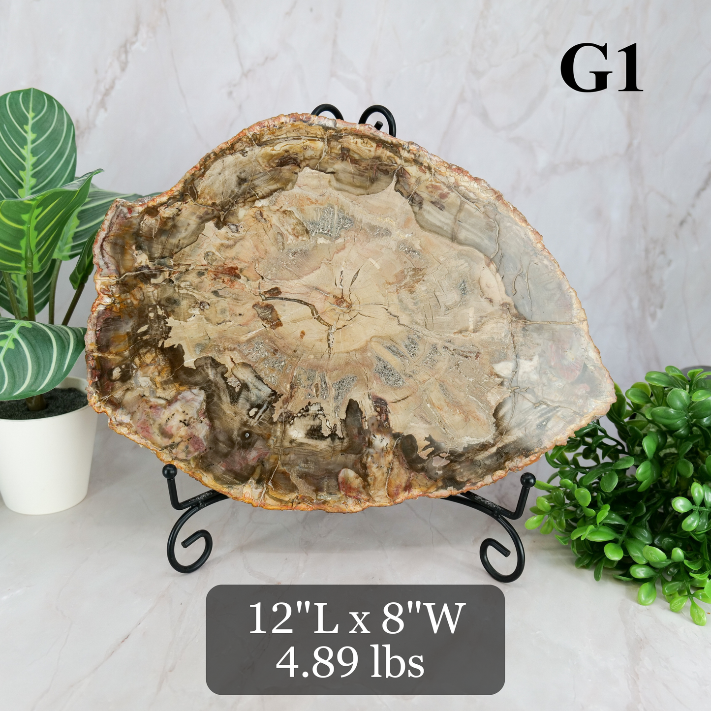 Petrified Wood Slabs 10-12"