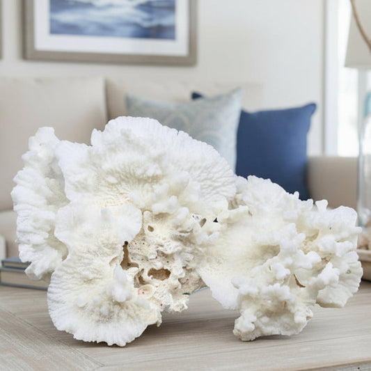 Merulina Coral 10-12"