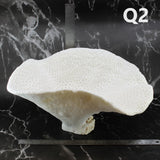 Cup Black Coral 12-14"
