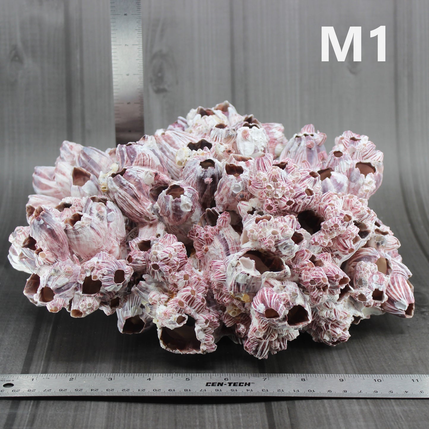 Barnacles 12-15"