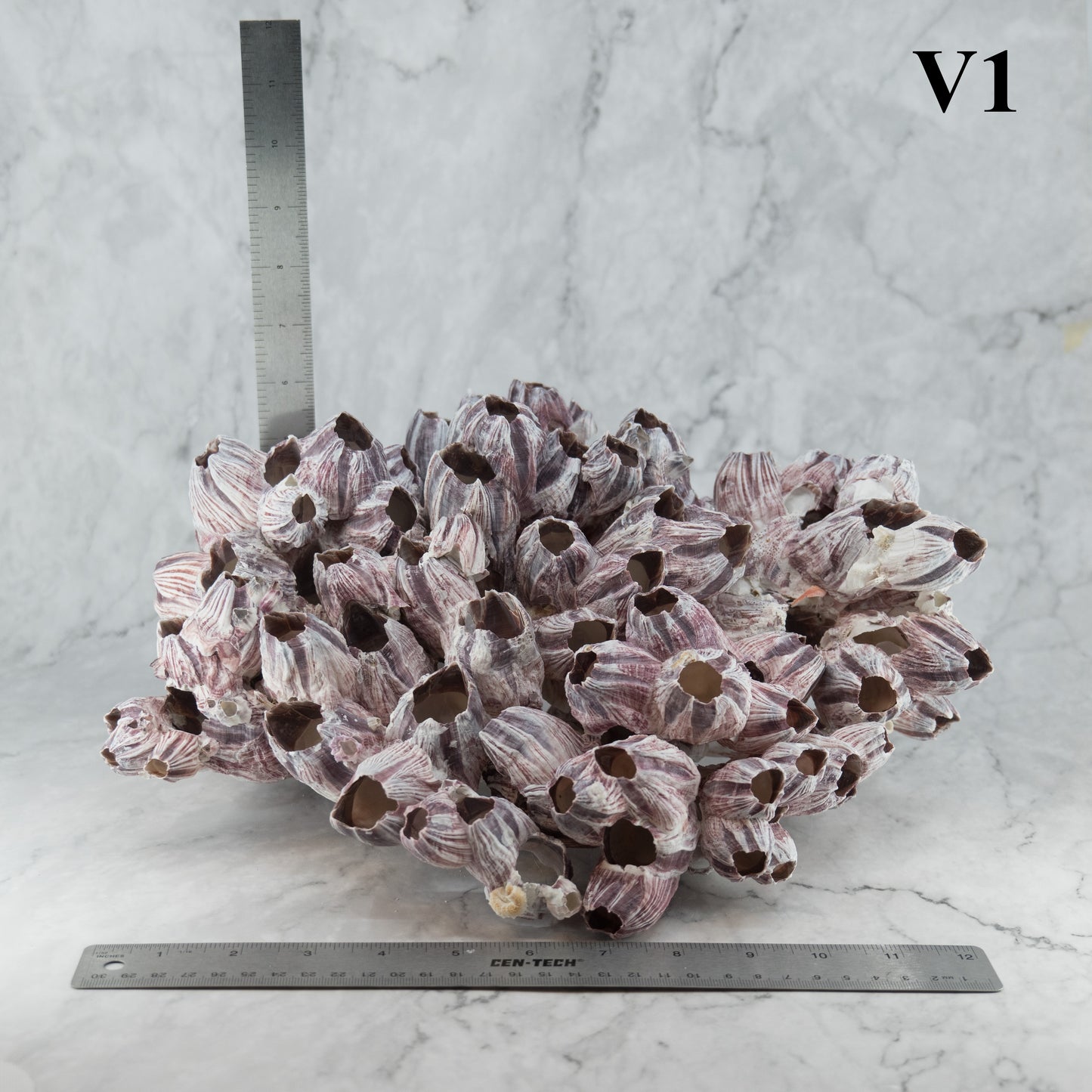 Barnacles 12-14"