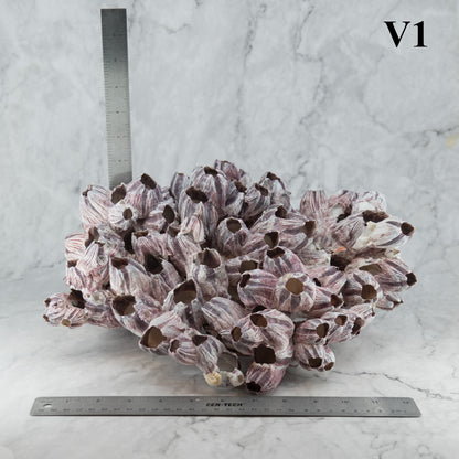 Barnacles 12-14"