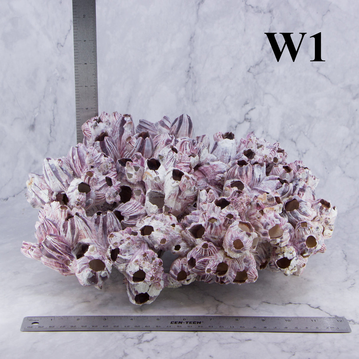 Barnacles 12-14"