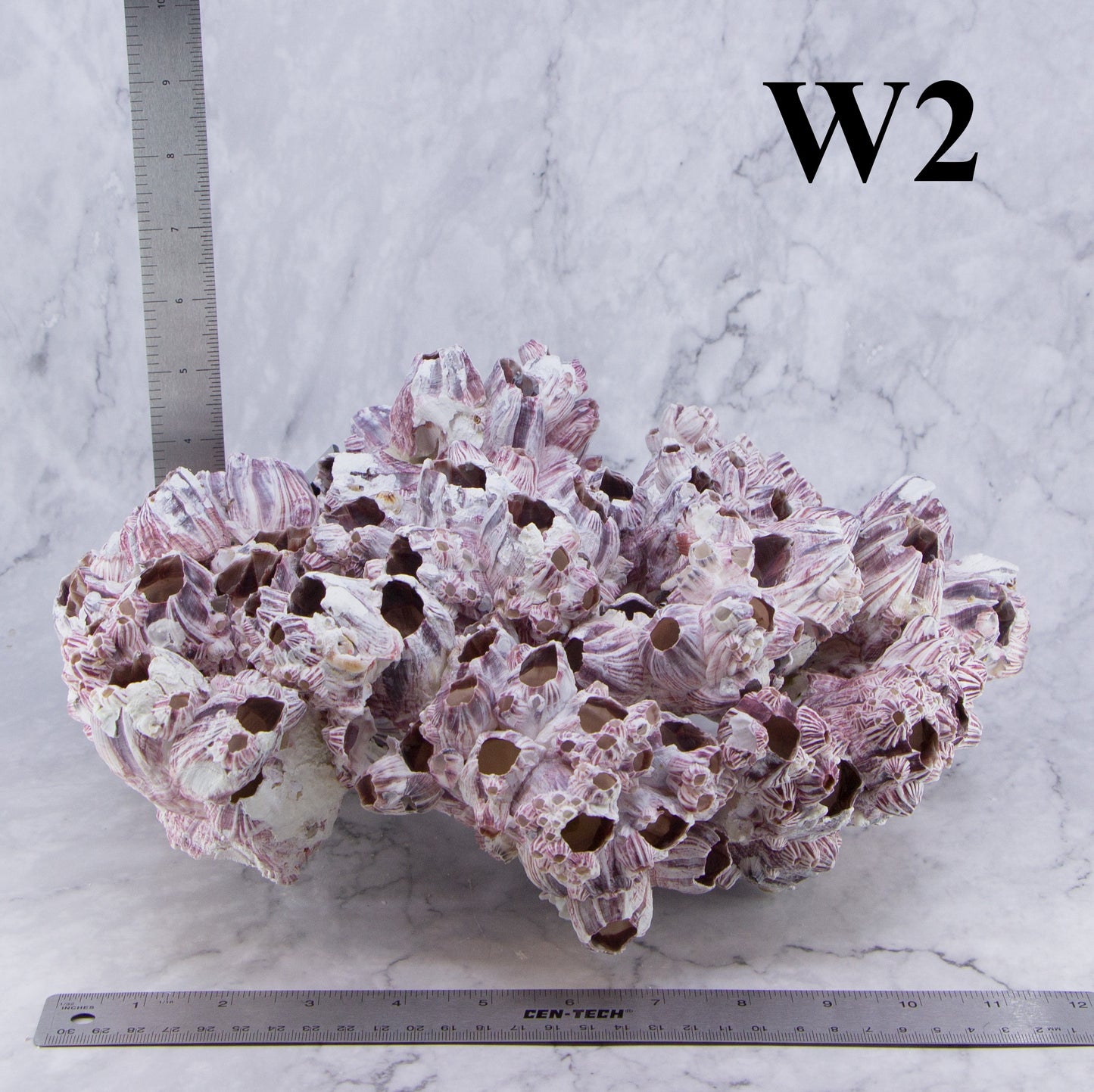 Barnacles 12-14"