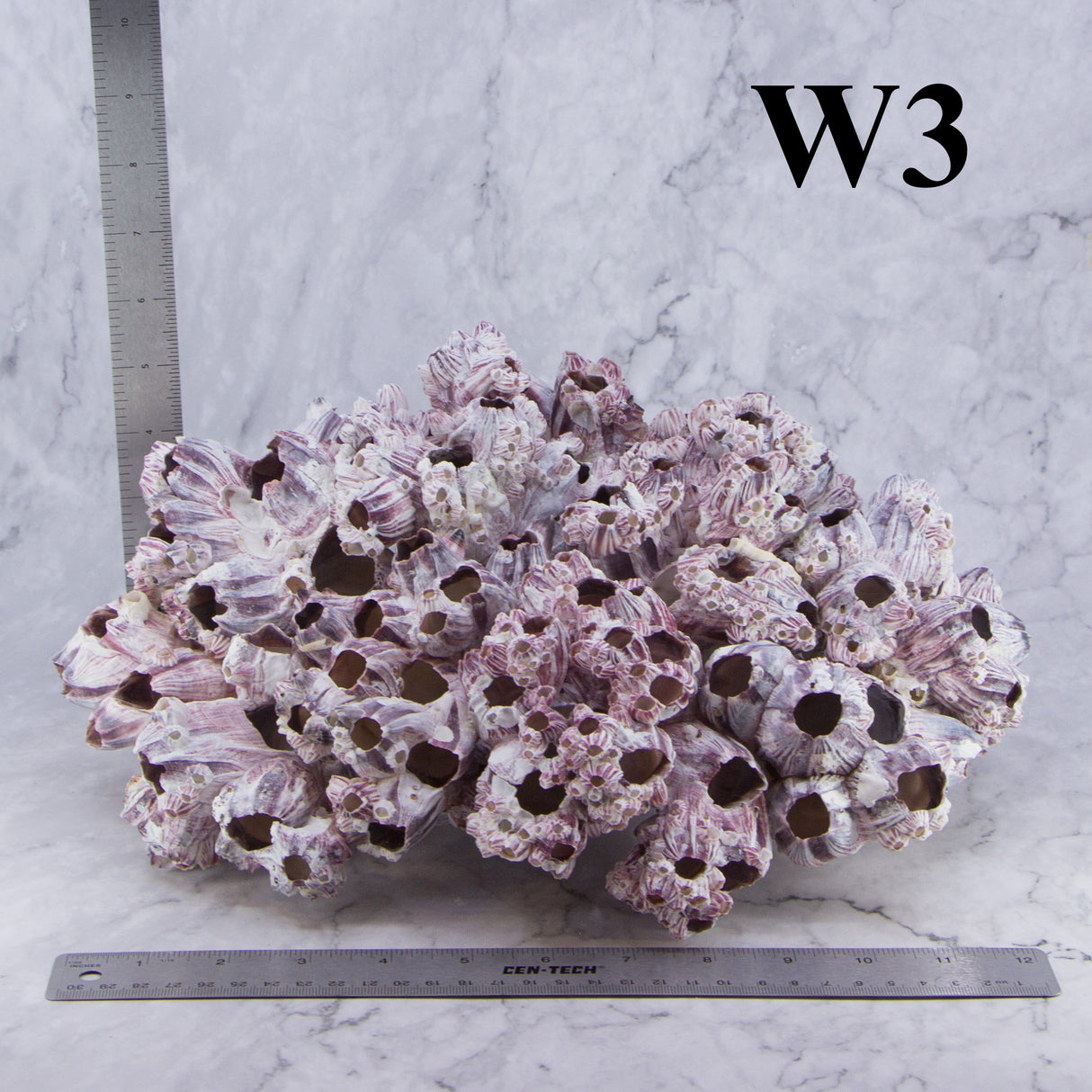 Barnacles 12-14"