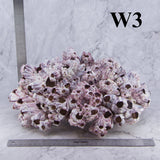 Barnacles 12-14"