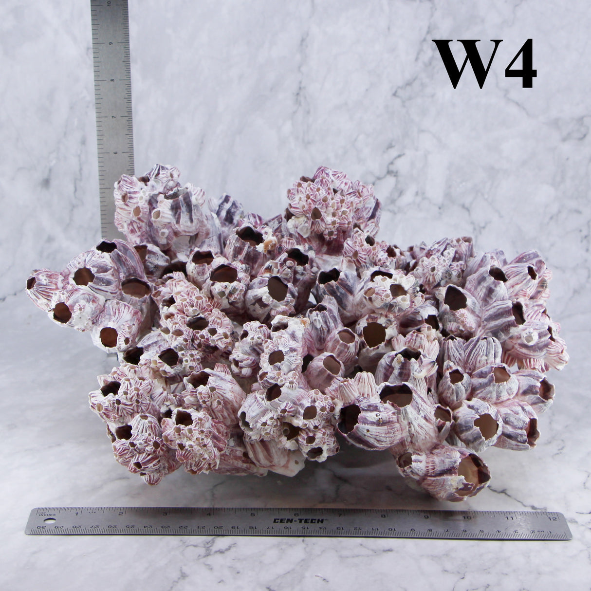 Barnacles 12-14"
