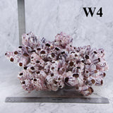 Barnacles 12-14"