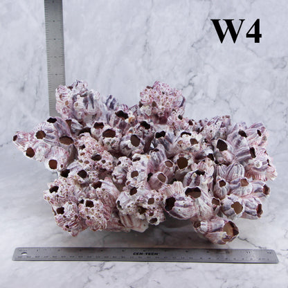 Barnacles 12-14"
