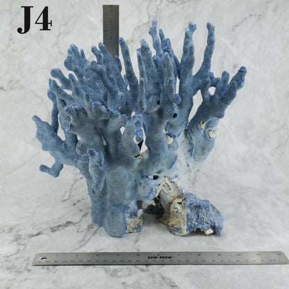 Blue Coral 12-14"