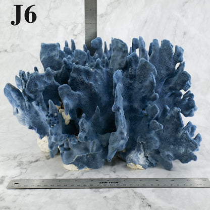 Blue Coral 12-14"