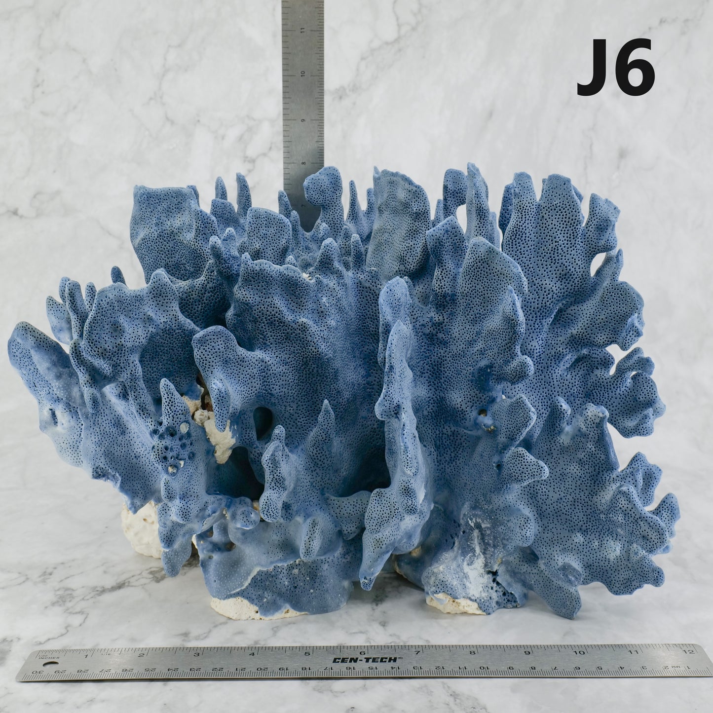 Blue Coral 12-14"