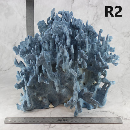 Blue Coral 12-14"