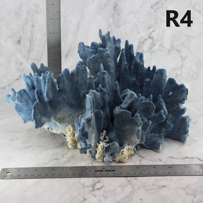 Blue Coral 12-14"
