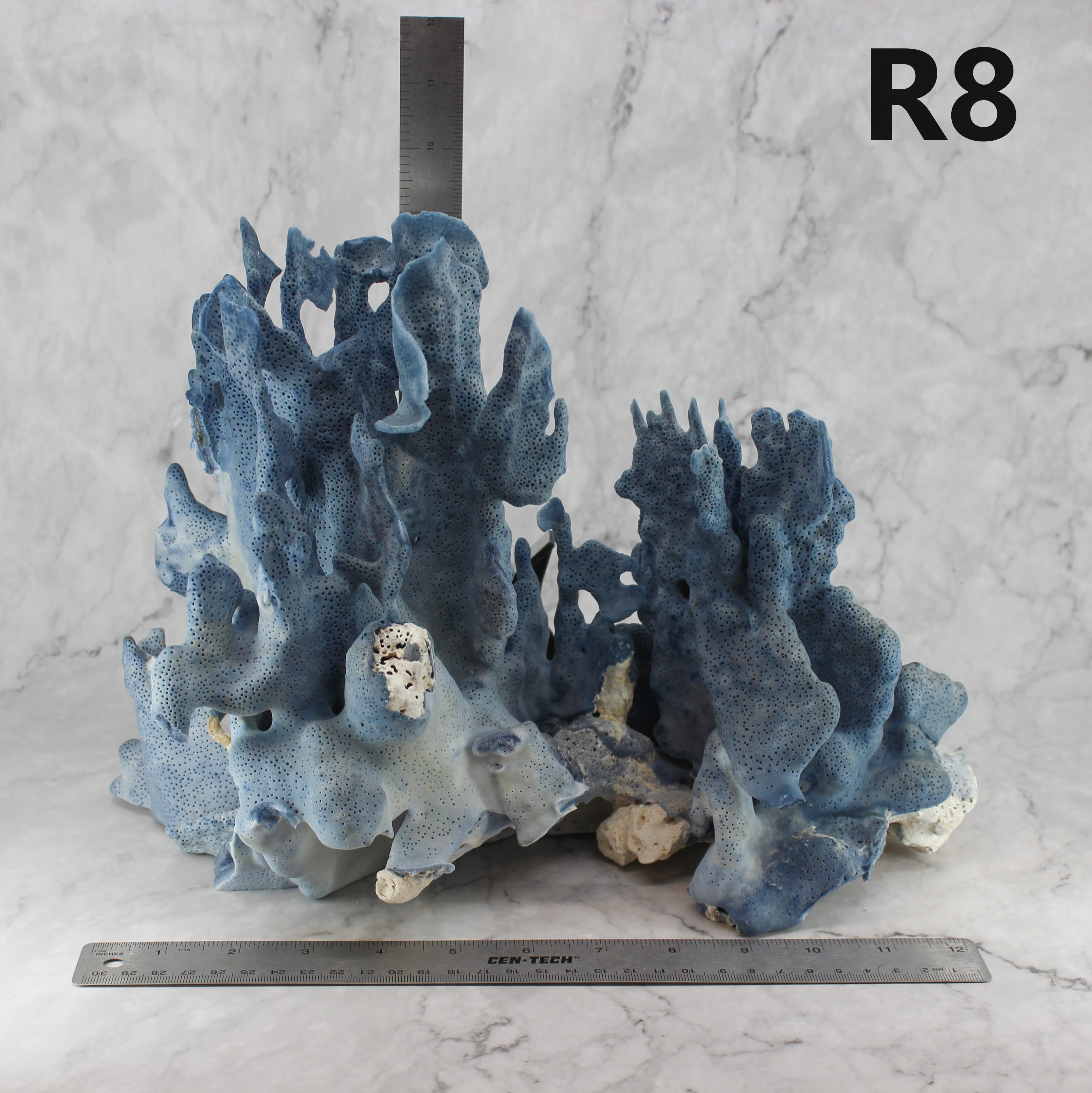 ブルーコーラルベノ 14ポンド Blue Coral 12-14
