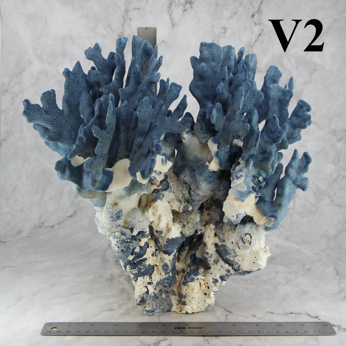 Blue Coral 12-14"