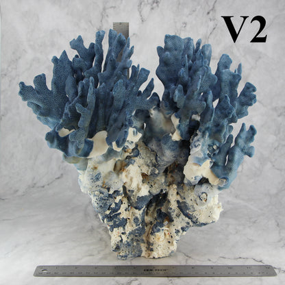 Blue Coral 12-14"