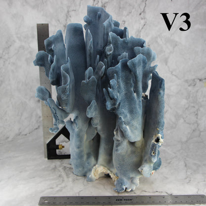 Blue Coral 12-14"