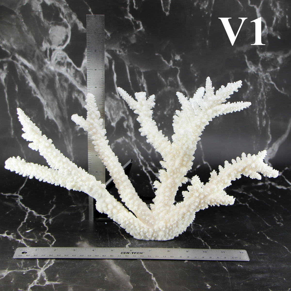 Branch Coral 12-14"