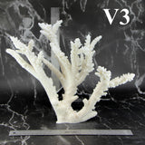 Branch Coral 12-14"