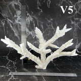 Branch Coral 12-14"