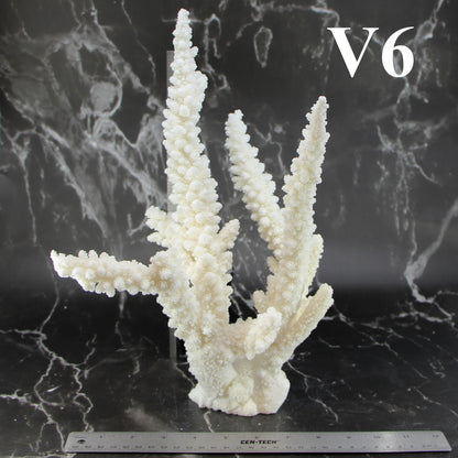 Branch Coral 12-14"
